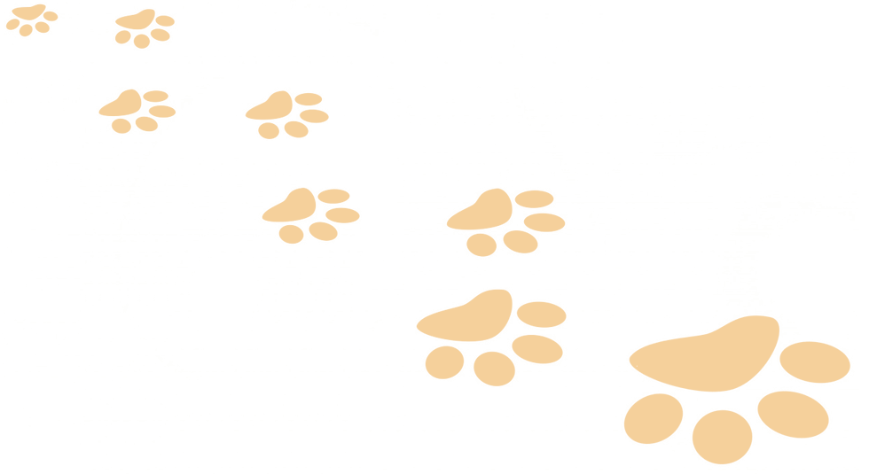 Cat footprints